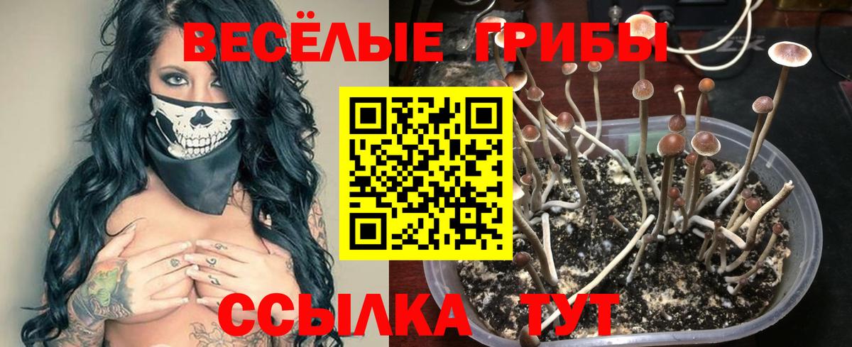 Галлюциногенные грибы Psilocybe  Вход с VPN  Галлюциногенные грибы мицелий  Электрогорск 